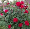 Liebeszauber ™ rose photo
