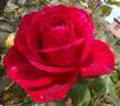 Liebeszauber ™ rose photo