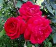 Liebeszauber ™ rose photo