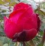 Liebeszauber ™ rose photo