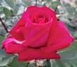 Liebeszauber ™ rose photo