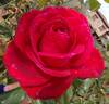 Liebeszauber ™ rose photo