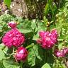 Arthur de Sansal rose photo
