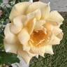 Milk 'n' Honey rose photo