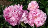 Enchanteresse peony photo