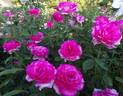 Parole rose photo