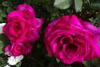 Parole rose photo