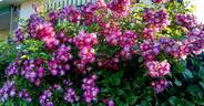 Veilchenblau rose photo