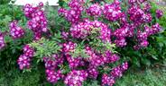 Veilchenblau rose photo