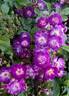 Veilchenblau rose photo