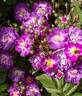 Veilchenblau rose photo