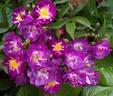 Veilchenblau rose photo