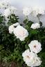 Blanc Queen Elizabeth rose photo