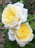 The Pilgrim ® rose photo