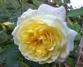 The Pilgrim ® rose photo