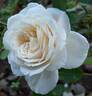 Blanche de Castille rose photo