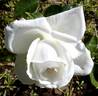 Blanche de Castille rose photo