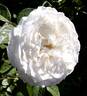 Blanche de Castille rose photo