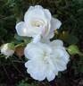 Blanche de Castille rose photo