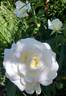 Letizia ® rose photo