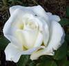 Letizia ® rose photo