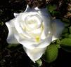 Letizia ® rose photo