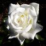 Letizia ® rose photo