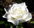 Letizia ® rose photo