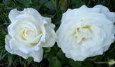 Letizia ® rose photo