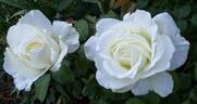Letizia ® rose photo