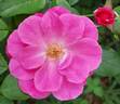 Georges Moustaki rose photo