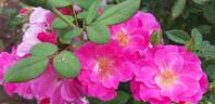 Georges Moustaki rose photo
