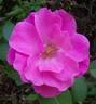 Georges Moustaki rose photo