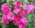 Georges Moustaki rose photo