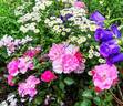 Georges Moustaki rose photo