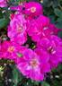 Georges Moustaki rose photo