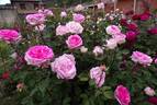Beverly rose photo