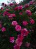 Abracadabra rose photo