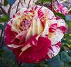 Abracadabra rose photo