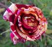 Abracadabra rose photo