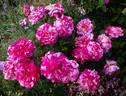 Abracadabra rose photo