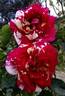 Abracadabra rose photo