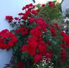 La Sevillana ® rose photo