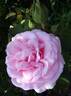 Home rose photo