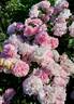 Home rose photo