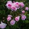 Home rose photo
