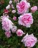 Home rose photo