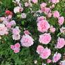 Home rose photo