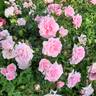 Home rose photo