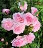 Home rose photo